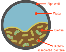 legionella-biofilm-crosssection_web